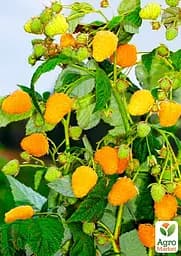Саджанець Agro-Market Малина Жовтий Гігант (ремонтантний сорт, один з найвідоміших) 2 шт. в пакуванні (19738) - мініатюра 2