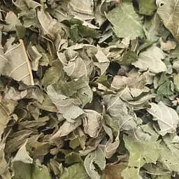 100 г лещина обыкновенная листья сушеные - свежий урожай