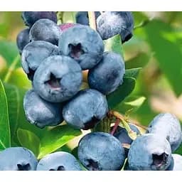 Саджанець Agro-Market Лохина фіолетово-синя Дрейпер (Draper) (преміальний високоврожайний сорт, середньопізнього терміну дозрівання) 1 саджанець (51197)