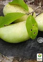 Азимина привитая PA Golden 3 C1.5, высота 35-60 см (184648) 1 саженец в упаковке