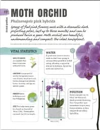 Happy Orchid - мініатюра 3