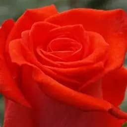 Троянда чайно-гібридна Agro-Market Корвет саджанець класу АА+ вищий сорт 1 шт. в упаковці (16057)