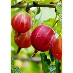 Саджанець Agro-Market Агрус безколючковий Мюнхгаузен (середній термін дозрівання, морозостійкий сорт) 1 шт. в упаковці (20737)