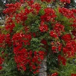 Саджанець Agro-Market Кампсис червоний Flamenko (49871)