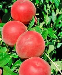 Саджанець Agro-Market Персик Шугар Тайм (літній сорт, ранній термін дозрівання) 1 шт. в упаковці (51424)