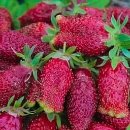 Саджанець Agro-Market Суницеполуниця Дар (середній термін дозрівання) 5 шт. в пакуванні (181020)