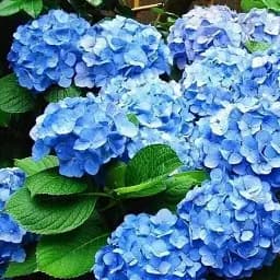 Гортензия Agro-Market Blue sky крупнолистная голубая 1 саженец в упаковке (24574)