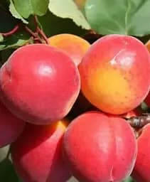 Саджанець Agro-Market Абрикос Пріція (літній сорт, надранній термін дозрівання) 1 шт. в упаковці (101853)