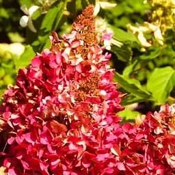 Саженец Agro-Market Гортензия метельчатая 2-х летняя Wim's Red высота саженца 25-45см (62117)