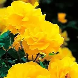 Троянда флорибунда Agro-Market Дамський каприз Ladies caprice яскраво-жовта преміальний рясно сорт 1 шт. в упаковці (48956)