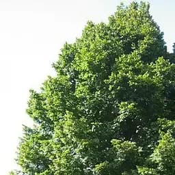 Саджанець Agro-Market Липа яскраво-зелена Ремедіал (морозостійкий медонос) (177469)