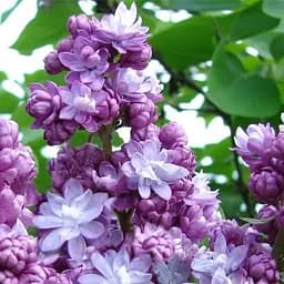 Саджанець Agro-Market Бузок темно-фіолетовий Тарас Бульба (Taras Bulba) (36915)