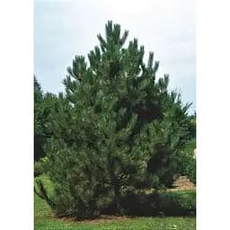 Саджанець Agro-Market Сосна Чорна Австрійська Nigra 3-річна (С1,5 висота 35-50см) 1 шт. в упаковці (183668)