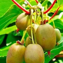 Саджанець Agro-Market Актинідія аргута Баєрн-Ківі (міні-ківі, морозостійкий сорт) 3-х річна вазон С4 висота 85-110 см 1 саджанець (179811)