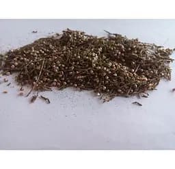 Верес Трава Вересінь Підбрусничник Calluna vulgaris