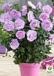 Саджанець Agro-Market Гібіскус сирійський Lavender Chiffon С2, висота 20-40 см (62131) - мініатюра 3