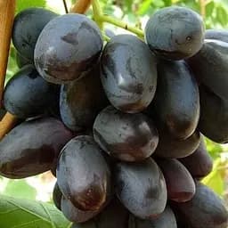 Саджанець Agro-Market Виноград Фуршет (ранньо-середній термін дозрівання) 1 шт. в пакуванні (24831)