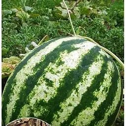 Насіння Весна на вагу Кавун Херсонський ціна за 5 г (22358)