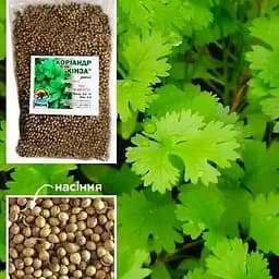 Насіння Весна Коріандр Кинза 100 г (15679)