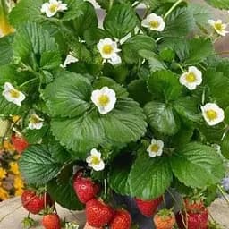 Клубника Ампельная Agro-Market "Делиз" (Delizz) (ранний, ремонтантный, урожайный сорт) (64371) 1 саженец в упаковке