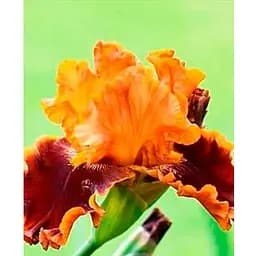 Ирис бородатый крупноцветковый "Copatonik" 1 шт (25680) 1 шт