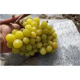Саджанець Agro-Market Виноград Бажена (дуже ранній термін дозрівання, великі грона масою до 1500г) 1 шт. в упаковці (20038) - мініатюра 3