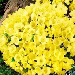 Рододендрон Agro-Market Princess Anne 1 саженец в упаковке (25713)