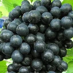 Саджанець Agro-Market Виноград Чорний Смарагд (кишмиш, ранній термін дозрівання, морозостійкість до -26⁰С) 1 шт. в пакуванні (48709)