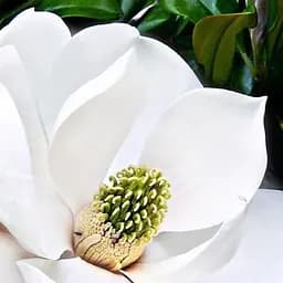 Саджанець Agro-Market Магнолія грузинська Королівська (найбільша квітка) (105603)