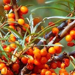 Саджанець Agro-Market Обліпиха (перехресне запилення) 1 рік (44832) 2 шт.