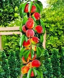 Саджанець Agro-Market Персик колоновидний Штайнберг (середній термін дозрівання, пірамідальний) New 1 шт. в упаковці (47074)