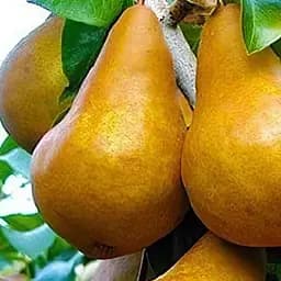 Саджанець Agro-Market Груша Бере Боск укорінена в контейнері (саджанець 2 роки) (181474)