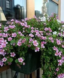 Бакопа Agro-Market Mega Copa Pink Ампельна 1 саджанець в упаковці - мініатюра 2
