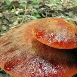 Міцелій на дубових брусочках "Печіночниця звичайна" 10шт (45273)