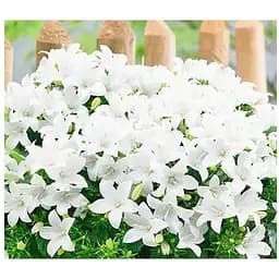 Цибулина Agro-Market Кампанула квітуча Isophylla Atlanta White (178711) 1 шт. - мініатюра 3
