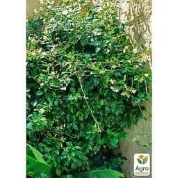 Саджанець Agro-Market Трахелоспермум Jasminoides висота 50 см (179798) 1 шт. - мініатюра 5