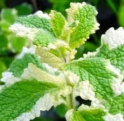 Саджанець Agro-Market М'ята Запашна Variegata (контейнер Р9) (48503) (Корневище) 1 шт. в упаковці