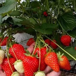 Саджанець Agro-Market Полуниця садова ремонтантна Murano укорінена в контейнері 1 шт. в пакуванні (182796)