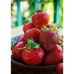 Саджанець Agro-Market Полуниця Кебот (Cabot) 5шт (пізній термін дозрівання, має тривалий термін зберігання) (38174) - мініатюра 5
