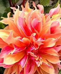 Клубень Agro-Market Георгина Red Labyrinth гигантский цветок 1 шт. в упаковке (72023)