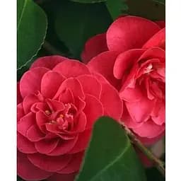 Камелия японская "Mary Williams" (181743) 1 саженец Нидерланды