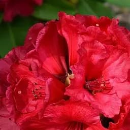 Саженец Agro-Market Рододендрон гибридный 2-х летний Nova Zembla С2, высота 25-40см (43009)