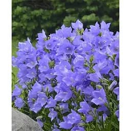 Луковица Agro-Market Кампанула Jingle Blue (183655) 1 шт.