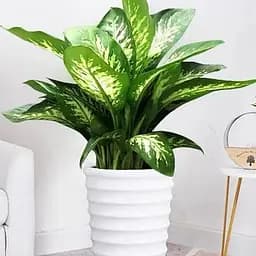 Дифенбахия Agro-Market (Dieffenbachia) Tropic Snow высота 40-60см (185442) 1 саженец в упаковке комнатный