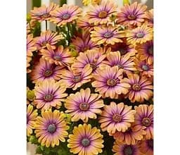 Саджанець Agro-Market Остеоспермум Pink Eyed Beauty (контейнер № 10 висота 10-20 см) (49086) 1 шт. в упаковці