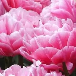 Тюльпан "Aveyron" (размер 10/11, большой) 3 шт (24795)