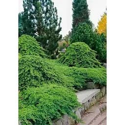 Саджанець Agro-Market Ялівець сланкий на штамбі Procumbens Nana С2 висота 40-50 см 1 шт. в упаковці (182566)