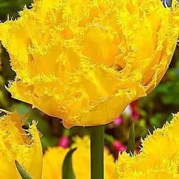 Тюльпан "Moonamour" 2 шт (17122)