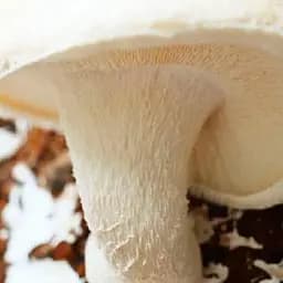 Міцелій на дубових брусочках "Шиитаке Білий Китайський" 10шт (45304)