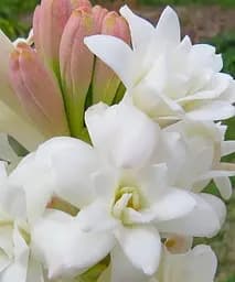 Тубероза The Pearl (Царица Ароматов) Agro-Market 1 шт. в упаковке (52592)